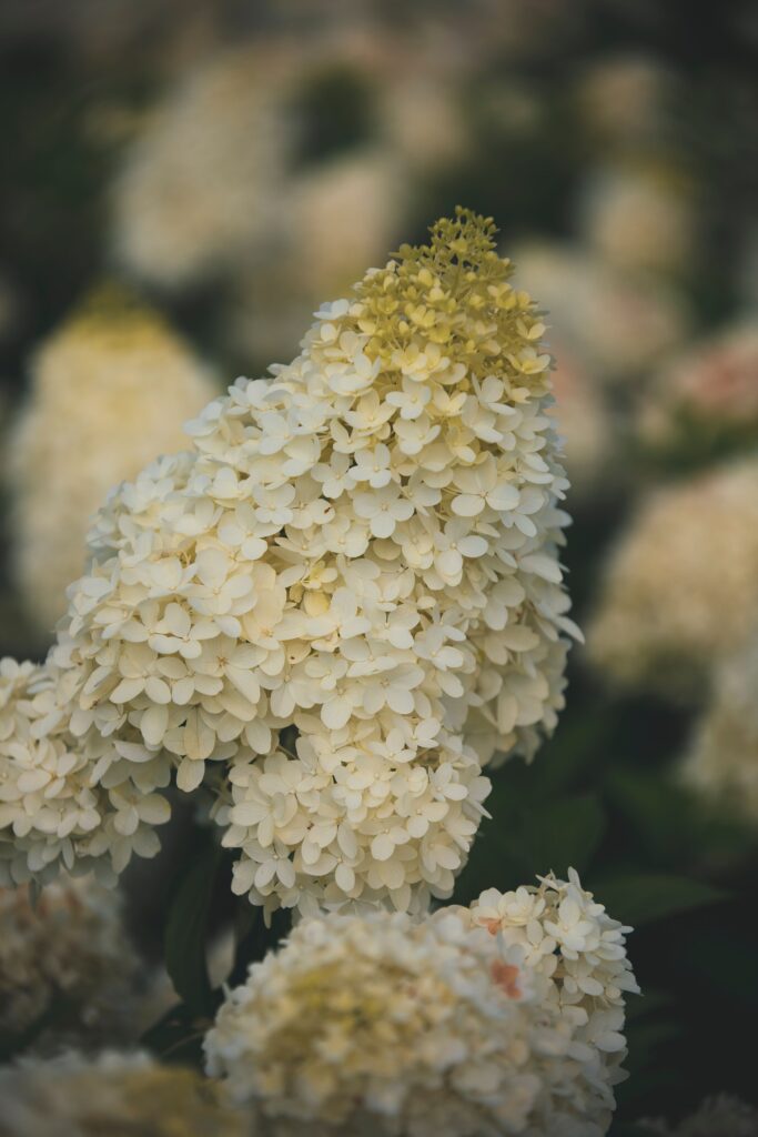 Panicle hydrangea