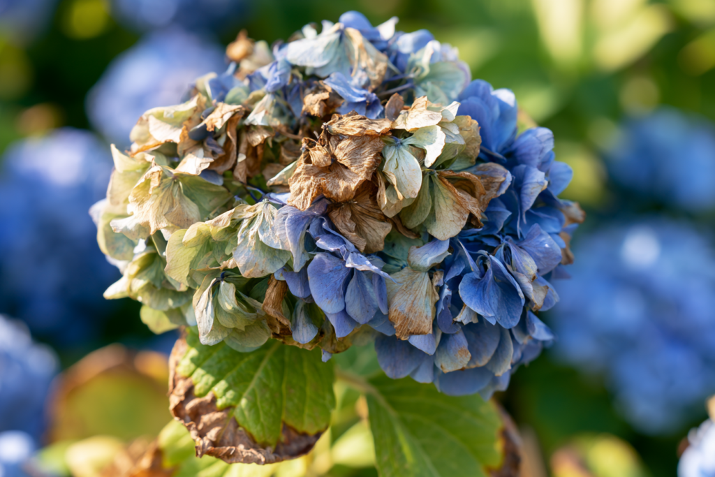 Withered hydrangea flower