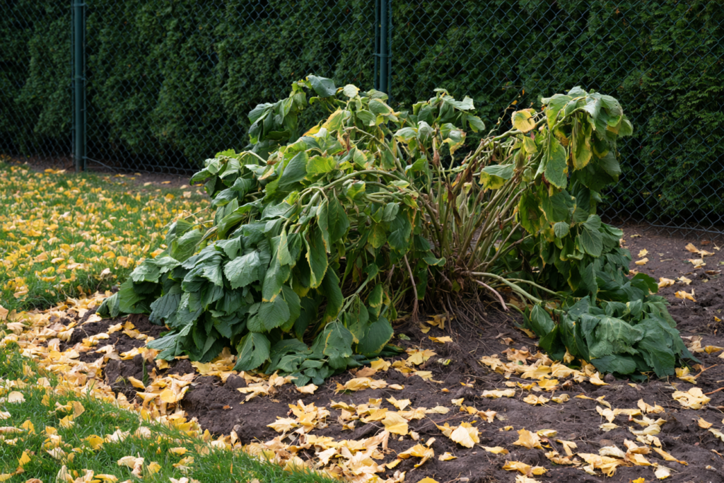 Withered hydrangea bush