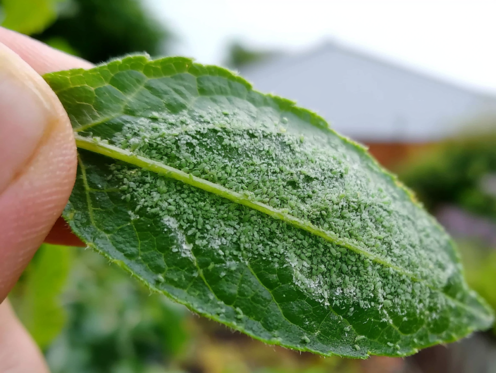 Aphids